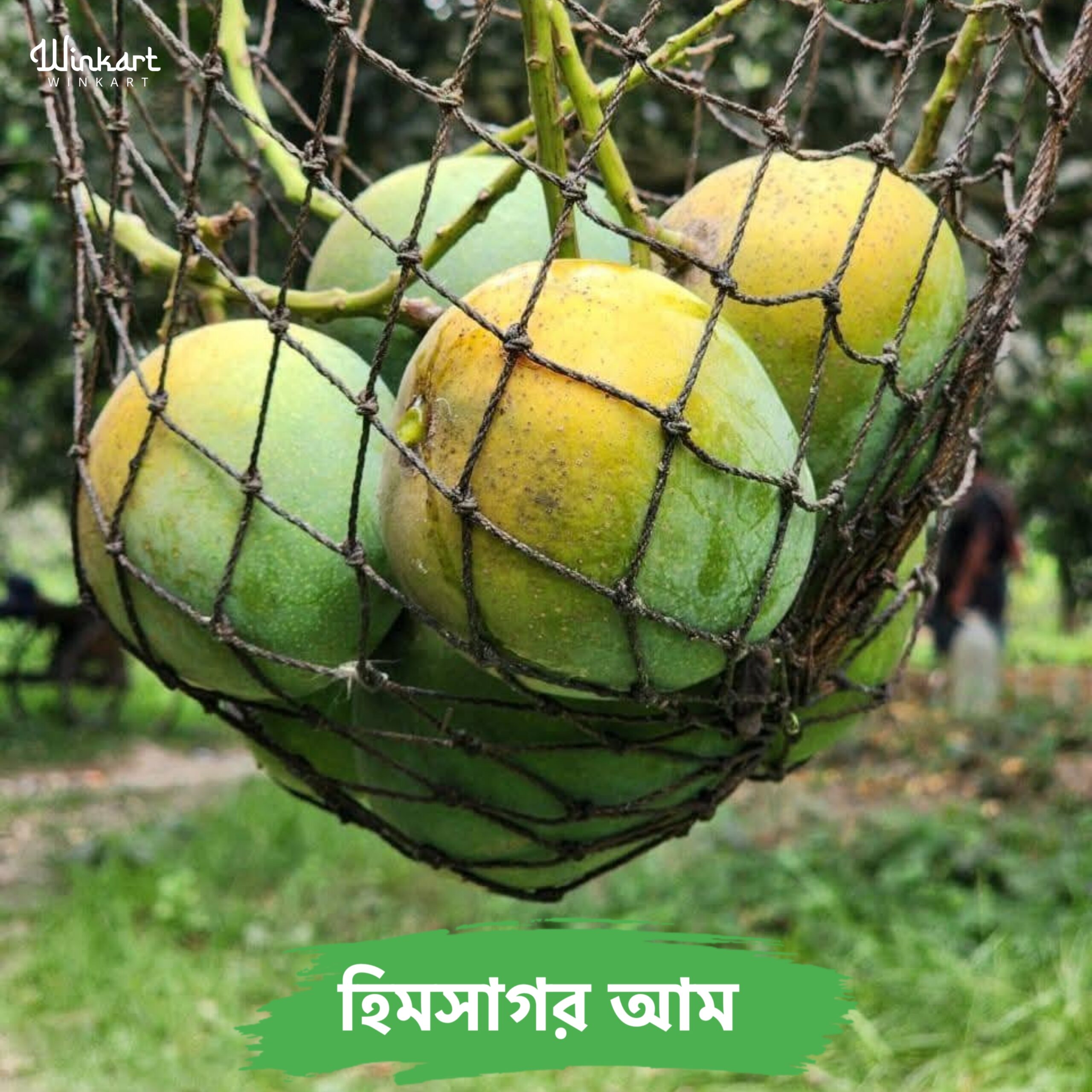 Himsagor am online store