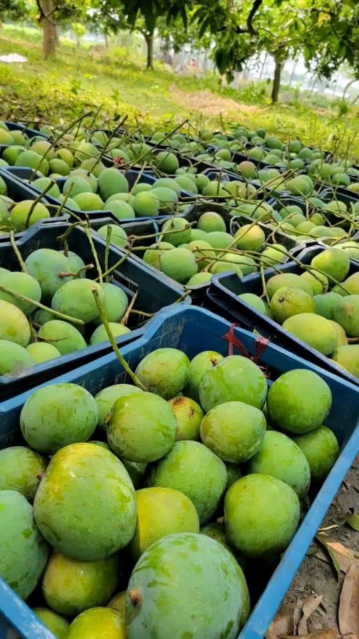 আলফানসো আম online store